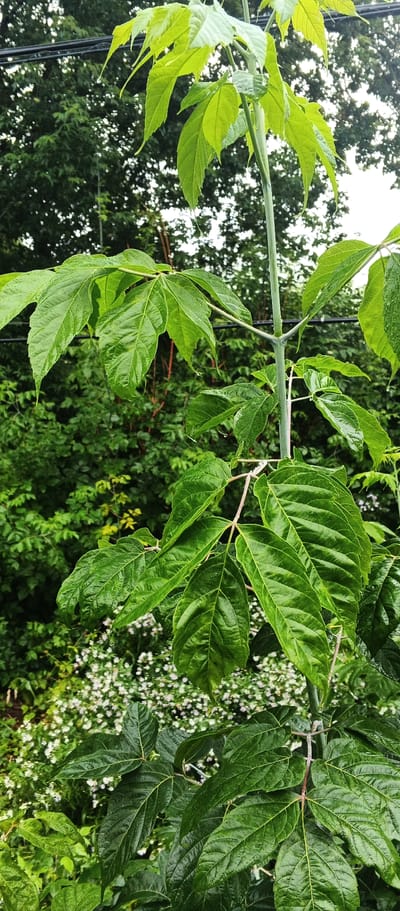 An outdoor medium shot captures a bright green plant with large leaves, some of which are glossy and appear to be wet. The plant's stem is thin and green, and it extends vertically upwards. The leaves are arranged in pairs along the stem and are palmately compound, with each leaf having multiple leaflets. In the background, there is dense foliage of trees and shrubs, with some smaller white flowers visible lower down. The scene suggests a garden or natural setting, likely in the city of Podgornoye, Russia. The lighting is soft, indicating an overcast day or early morning/late afternoon. No people or animals are visible in the image.