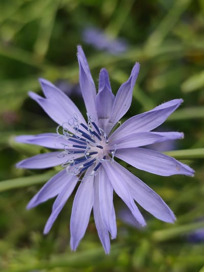 A close-up, top-down view of a single light purple chicory flower in Korumdu, Kyrgyzstan. The flower has numerous ray florets arranged in a starburst pattern, with darker blue stamens and stigmas at the center. The petals are long and slender, tapering to a point, with a slightly fuzzy edge. The background is a soft, out-of-focus blur of green foliage.