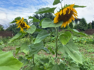 In Meshcherskoye, Russia, two large sunflowers stand tall in a garden under a cloudy sky. The sunflower on the right is more prominent, with its face turned slightly to the right and its yellow petals drooping. The sunflower on the left is smaller and partially obscured by the larger one. Both sunflowers have large, green, heart-shaped leaves. In the background, a wooden fence encloses the garden, and behind that, a light green house with a dark-trimmed window is visible. Several evergreen trees are also present, and the ground is covered with grass and other low-lying plants.