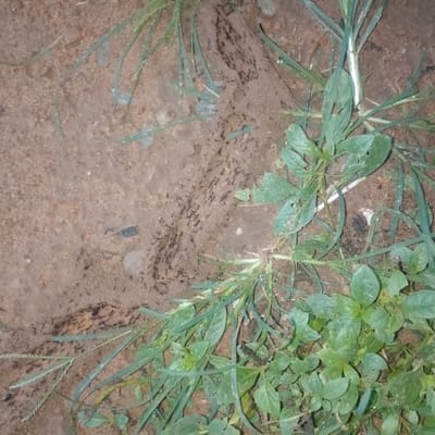 The image depicts a close-up view of a patch of soil with green vegetation, likely in Ogbomosho, Nigeria. Numerous small black ants are visible, swarming across the soil surface and on some of the plant stems. The soil is sandy and brown, with a few small pebbles and some dry leaf litter. The vegetation consists of various green leafy plants and blades of grass, some of which appear somewhat wilted or damaged. The lighting suggests it is daytime, possibly outdoors in a natural or semi-natural environment. There are no humans or other prominent animals in the frame. The scene conveys a sense of natural activity and the presence of insect life.