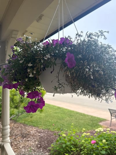A close-up, eye-level shot captures a hanging white planter filled with flowers, suspended from a porch ceiling. The planter contains a mix of vibrant purple petunias cascading downwards and smaller white flowers with some dried, brown foliage. The porch ceiling is constructed of light-colored wooden planks. To the left, a white porch pillar with fluted details is visible. The background is blurred, showing a green lawn, a paved walkway, and a hint of a black metal outdoor chair on the right. The image is shot outdoors in what appears to be daylight, with the sky overcast and visible in the upper right quadrant. The scene is located in Village of Bemus Point, United States of America.