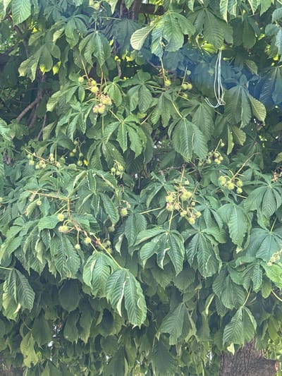 The image is a close-up, high-angle view of the foliage of a horse chestnut tree. The leaves are large, palmate, and a vibrant green, with some lighter green edges. Several immature conkers, encased in spiky green husks, are visible hanging from thin stems amongst the leaves. A white string is draped across some of the branches in the upper right quadrant of the image. The background is a dense mass of leaves and branches, with some hints of tree bark visible at the bottom right. The overall impression is of a lush, natural scene, likely in a park or garden setting. This photograph was taken in Kostinbrod, Bulgaria.