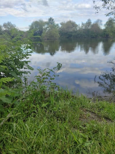 The image depicts a serene natural landscape by a body of water, likely a river or lake, located on the outskirts of Krushare, Bulgaria. The foreground is dominated by lush green grass and various plants, suggesting a wild or semi-wild embankment. The water itself is calm, reflecting the sky and the surrounding trees, creating a peaceful atmosphere. In the background, a dense line of trees forms the opposite bank, their foliage dense and verdant. The sky above is partly cloudy, with a mix of white clouds and blue sky, indicating fair weather. The overall impression is one of tranquility and natural beauty, typical of rural settings near Krushare. There are no people or man-made structures visible in the image.