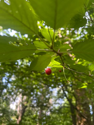 The image captures a close-up view of a single, ripe red cherry hanging from a branch amidst lush green foliage. The cherry is in sharp focus, its smooth, vibrant skin contrasting with the softer textures of the surrounding leaves. The background is a bokeh of dappled sunlight filtering through the canopy, creating a soft, dreamlike effect with blurred circles of light and shadow. The scene suggests a natural setting, likely in a forest or garden, evoking a sense of organic beauty and the bounty of nature. The image does not contain any specific information or visual cues to indicate its location within Гудзевіцкі сельскі Савет, Belarus.