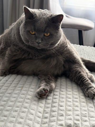 A fluffy, overweight British Shorthair cat with grey fur and yellow eyes is sitting on a textured grey blanket. The cat's face is directed towards the camera with a stern expression. Its front paws are resting on the blanket, and its hind legs are extended. In the background, a blurred image of a chair and a window with sheer curtains is visible. The lighting suggests it is daytime. There is no information available about the location in the city of Korolyov, Russia.