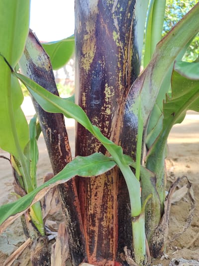 The image depicts the base of a banana plant with its thick, multicolored pseudostem, which exhibits a mix of dark purple, brown, and yellowish-tan markings. Several large, green banana leaves emerge from the pseudostem, some appearing somewhat tattered or dried at the edges. The ground surrounding the plant is composed of dry, sandy soil, with some scattered dried leaves or plant debris visible. The background is softly blurred, suggesting an outdoor setting with foliage and possibly structures visible in the distance, consistent with a location in Lancokpanteara, Indonesia. There are no people or animals present in the image.