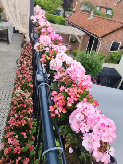This image depicts a balcony overlooking a residential area with brick houses and red tile roofs, consistent with architecture found in Hilversum, Netherlands. The foreground is dominated by a railing filled with lush, blooming pink and red flowers, possibly begonias and geraniums. The flowers cascade down the railing, creating a vibrant display. To the left, a lace curtain hangs over a table with a striped tablecloth, suggesting an outdoor seating area. In the background, greenery from trees and bushes is visible, along with a covered grill or barbecue. The overall scene is that of a well-maintained residential balcony, bathed in natural light.
