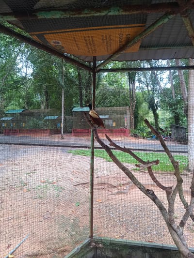 A bird with brown and tan plumage, along with a black head, perches on a branch inside a cage. The cage is made of green, rusty metal framework and wire mesh. Behind the cage, trees and a path are visible. Other caged structures are discernible in the background. A partially visible yellow sign is attached to the top of the cage. Based on the OCR text on the sign, the location is likely in Thailand, but Takdat is not explicitly mentioned.
