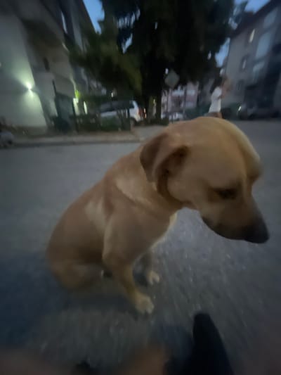 The image depicts a dog sitting on a paved surface, likely a street or courtyard, in what appears to be an urban or suburban environment. The time of day seems to be dusk or early evening, given the dim lighting and the visible sky color. In the background, there are buildings, trees, and hints of artificial lighting. The dog, a light brown color, is the primary subject and is positioned in the foreground, looking downwards and to the right. Its posture suggests it is resting or waiting. The overall scene is slightly blurred, indicating movement or low light conditions. The question of this scene being located in Haskovo, Bulgaria, is not supported by any visual evidence in the provided image.