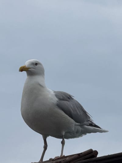 A medium shot captures a European herring gull standing on a surface of weathered, dark brown wood against a pale, overcast sky. The gull is facing left, its head turned slightly towards the viewer. Its plumage is predominantly white and light gray, with darker gray on its wings. The bird has a yellow beak with a red spot on the lower mandible, and its eyes are a light brown. Its legs are thin and gray. The wooden surface it stands on appears to be a weathered structure, possibly part of a building or pier. The background is a uniform, light blue-gray sky, suggesting a cloudy day. The image does not contain any humans or depict any specific identifiable location within Khuzhir, Russia, beyond the general presence of a bird in an outdoor environment.