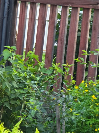 The image shows a close-up view of a wooden fence with vertical planks of varying shades of brown and gray. Behind the fence, there is dense green foliage with some small yellow flowers. The fence appears to be in a backyard or garden setting. A dark gray, corrugated pipe or post is visible on the left side of the frame, attached to the fence by wire. In the distance, through the gaps in the fence, a lighter-colored corrugated surface, possibly another fence or structure, is visible. The overall impression is of a natural, outdoor scene, likely in a rural or suburban area. The location is identified as Ермолаево, Russia. There are no people or animals visible in the image.