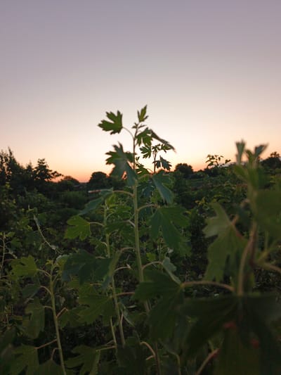A vertical, slightly overexposed photograph captures a garden scene in Marynivka, Ukraine, at dusk. The foreground is dominated by the tops of green leafy plants, one of which is in sharp focus on the right side of the frame, its leaves obscuring parts of the background. The middle ground features a dense collection of similar plants and foliage, creating a lush, dark green mass. In the background, the silhouette of trees and some distant structures are visible against a gradient sky. The sky transitions from a pale pink and orange hue near the horizon to a soft grey-purple at the top of the frame, indicating the sun has recently set. There are no people or animals present in the image.