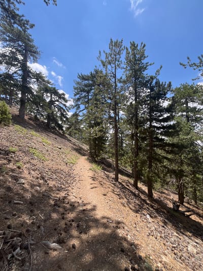 The image depicts a dusty, unpaved hiking trail winding through a dense pine forest on a sunny day. The path is a light brown color, suggesting a dry, sandy or earthy composition, and it meanders uphill, curving to the right and disappearing into the trees. The ground on either side of the path is covered with fallen pine needles, pinecones, and small rocks, indicating a natural, somewhat untamed environment. Tall, mature pine trees with dark green foliage dominate the scene, casting dappled shadows across the trail and the forest floor. The sky above is a vibrant blue with scattered white clouds, typical of clear weather conditions. The overall impression is one of a serene, outdoor setting, likely in a mountainous or hilly area. This scene is consistent with the natural landscape found in and around Prodromos, Cyprus, a village known for its pine forests and hiking trails, particularly at higher altitudes like the Troodos Mountains.
