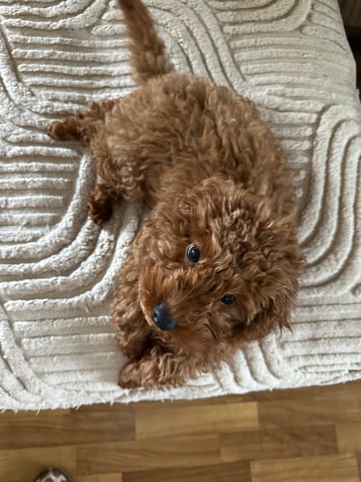 A small, reddish-brown dog with curly fur, resembling a poodle or poodle mix puppy, is captured in a high-angle shot, sitting attentively on a textured, light-colored fabric surface. The fabric, likely a blanket or cushion, features prominent raised wavy and ribbed patterns. The dog is positioned towards the left of the frame, looking directly upwards and slightly to the right, towards the camera. Its large, dark, expressive eyes and black nose are clearly visible, conveying an alert and curious expression. Its tail is visible extending off the fabric on the far left. To the right and partially in the background, a light-colored wooden floor with distinct planks is visible. The scene suggests a cozy, indoor domestic setting, likely a home in Rogozinovo, Bulgaria. There is no visible text in the image.