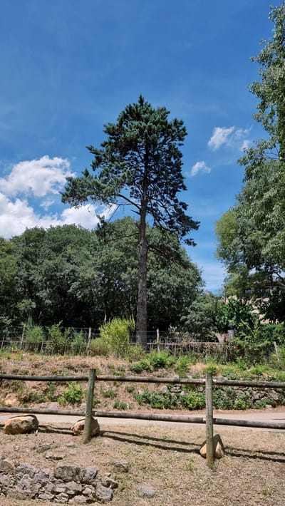The image depicts a natural outdoor scene in Sales de Llierca, Spain, under a bright blue sky with scattered white clouds. The dominant subject is a tall, slender evergreen tree with dark green foliage, reaching towards the sky. The tree is positioned to the left of the frame, with its trunk and branches visible against the backdrop of a lush green forest. To the right, a dry, grassy area is demarcated by a rustic wooden fence made of horizontal logs supported by vertical posts. The fence runs parallel to a dirt path. The ground is covered with dry grass, stones, and some sparse vegetation. In the background, beyond the fence, more trees and foliage are visible, suggesting a wooded or park-like environment. The sunlight indicates it is daytime, likely midday or early afternoon, given the bright illumination and distinct shadows. There is no text visible in the image. The scene evokes a sense of tranquility and nature.