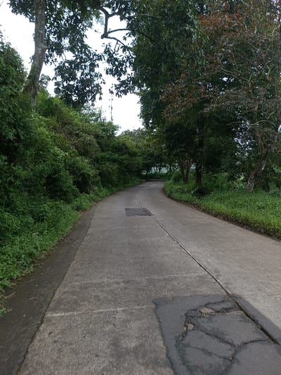 This image depicts a winding, concrete road flanked by dense vegetation in Ariyalai, Sri Lanka. The road, appearing worn and stained, features multiple expansion joints and several irregular asphalt patch repairs; a prominent, cracked asphalt patch is visible in the immediate foreground, with another further up. The road curves gently to the right as it recedes into the distance, suggesting a slight ascent. On the left side, a steep embankment is covered in lush, thick green undergrowth and bushes, with large tree trunks and branches extending into the upper frame. On the right, a strip of green grass and ground cover borders the road, giving way to a line of mature trees, some bearing dark green leaves and others exhibiting reddish-brown foliage. An overcast, bright sky is visible through gaps in the tree canopy. No people, animals, or vehicles are present in the scene.