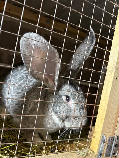 A grey rabbit with large ears is enclosed in a cage constructed of wire mesh and wooden planks. The rabbit is partially obscured by the wire mesh. The cage is filled with hay. The image appears to be taken indoors, possibly in a rural setting. There is no discernible information about the location in the city of Kandry, Russia within the image.