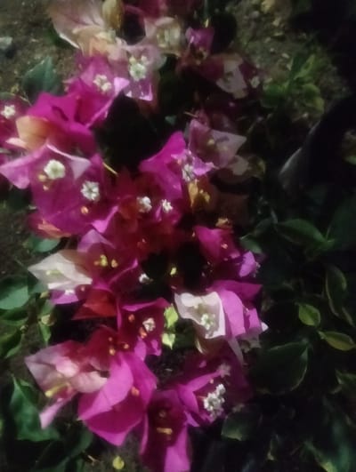 In the city of Cotseurani, Indonesia, a close-up, low-angle shot captures a cluster of vibrant bougainvillea flowers. The flowers display a spectrum of colors, ranging from deep magenta and fuchsia to delicate white and pale pink. The petals appear thin and papery, with some showcasing yellow centers. The foliage is a mix of dark green leaves and the colorful bracts of the bougainvillea, some of which are unfurling or partially obscured by others. The background is a blur of dark greens and earthy tones, suggesting a natural or garden setting, with hints of dappled light creating a dynamic and somewhat abstract visual. The image is characterized by its shallow depth of field, which focuses attention on the intricate details of the flowers in the foreground.