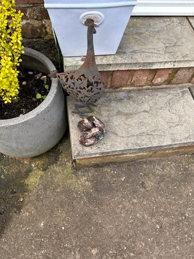 The image shows a section of an outdoor area in Shrewsbury, United Kingdom. A series of three concrete steps with brickwork visible between two of them ascends from right to left. Adjacent to the lowest step is a concrete surface, likely part of a patio or walkway. Resting on the middle step is a grouping of three brown, possibly rotting, bulbs or similar organic material. Next to these is a metal peacock sculpture with an ornate design. Adjacent to the sculpture is a round concrete planter filled with soil, small green plants, and some yellow flowering foliage near the bottom. Part of a white-painted structure is visible to the left of the sculpture. The environment appears damp, with some discoloration and potential moss growth on the concrete surfaces.