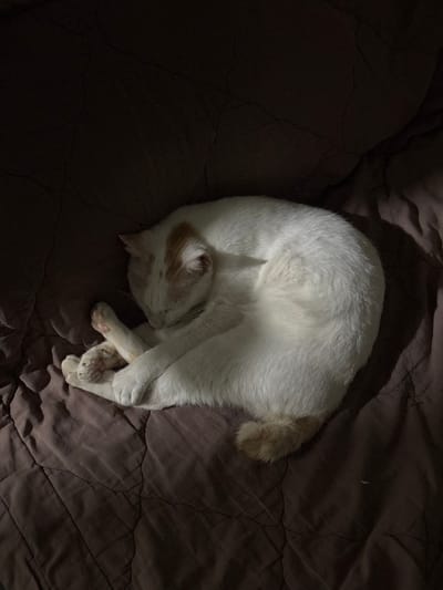 An indoor scene in Cam Đức, Vietnam, depicts a domestic cat, primarily white with light ginger patches on its head and tail, curled tightly in a sleeping position on a dark brown or deep purple quilted blanket. The cat's head is tucked downwards, and its front paws are intertwined. The environment is dimly lit, with a light source illuminating the cat from the upper left, casting subtle shadows on the bedding and the cat's right side. No other subjects or objects are visible.