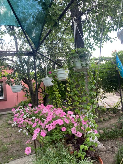The image depicts a charming outdoor scene with lush greenery and vibrant flowers, suggestive of a well-tended garden. In the foreground, a bed of pink and white petunias is in full bloom, their delicate petals creating a carpet of color. Interspersed with the flowers are various other plants, including some with dark purple foliage and others with thin, spiky leaves.
Dominating the mid-ground is a large tree with a rough, textured bark. Several white planters hang from its branches and from a metal structure that appears to be an arbor or pergola. These planters contain trailing green plants, some of which cascade down the tree trunk and over the edge of the planters, adding a sense of wild, natural beauty.
In the background, a portion of a pink-colored building is visible, featuring a window with a dark frame. Beyond the garden area, a metal fence encloses the property, and further in the distance, more trees and vegetation suggest a rural or semi-rural setting. A blue and yellow flag, possibly the Ukrainian flag, is attached to one of the fence posts. The overall impression is one of a tranquil and picturesque garden space, likely situated in a residential area. Given the information provided about the location, this scene is likely in the village of Pletenyi Tashlyk, Ukraine. There are no people visible in the image, and no specific actions or interactions are depicted. The environment is outdoors, with natural light filtering through the tree canopy.