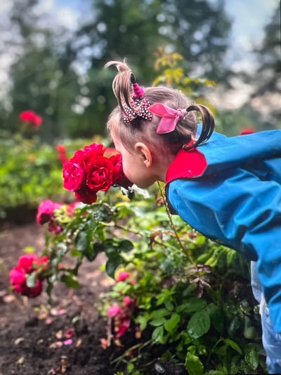 A young girl, seen from the side and from behind, is leaning forward to smell a red rose in a garden. She has dark hair styled in two pigtails, one adorned with a pink bow and the other with a pink and black polka-dotted hair clip. She is wearing a bright blue hooded jacket with a red lining. The background is a lush garden with green foliage and more red roses, suggesting a natural, outdoor setting. The ground is covered with dark soil and fallen petals. The overall impression is one of gentle exploration and enjoyment of nature. There are no identifiable landmarks or features that specifically place the scene in Ladozhskoe Ozero, Russia.