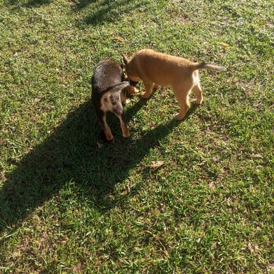 This image, captured in Mahiakalo ward, Kenya, depicts two puppies interacting in an outdoor, sunlit grassy area. One puppy is predominantly dark brown/black with tan markings on its legs and hindquarters, positioned on the left side of the frame and viewed from its rear-left. The second puppy is light brown/tan, standing on the right, facing the first puppy. Both animals have their heads lowered towards the ground, appearing to sniff or investigate a small, indistinct light-colored object or area on the grass between them. The ground consists of short green grass with scattered dry leaves. A prominent, elongated shadow extends diagonally across the lower-left portion of the scene, indicating a light source from the upper right.