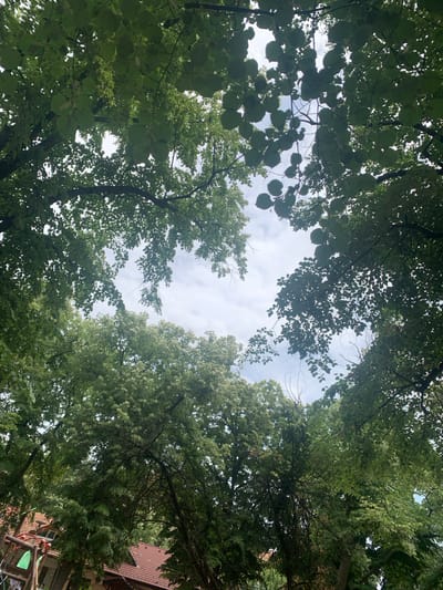 The image is a low-angle shot looking up through a canopy of lush green trees. Sunlight filters through the leaves, creating dappled light and revealing glimpses of a cloudy sky. In the lower left portion of the image, the terracotta tiled roof of a building and a section of a playground structure are visible. The scene appears to be set in an outdoor environment within the city of Vidin, Bulgaria, likely a park or a residential area with mature trees. There are no people or animals visible in the frame.