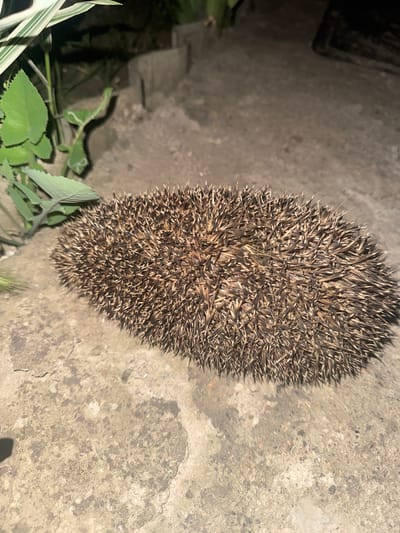 A hedgehog is curled up on a concrete surface at night. Green plants are visible to the left of the hedgehog. The concrete appears cracked and worn, with some debris scattered on it. The lighting suggests artificial illumination.