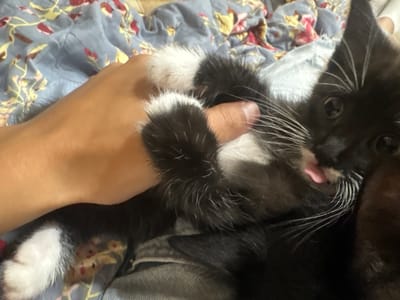 A black and white kitten is being held by a person's hand in a bedroom in Anton, Bulgaria. The kitten is lying on its back on a patterned blanket and appears to be a young kitten, with its tongue sticking out and its eyes wide open. The person's hand is holding the kitten's belly, and the kitten's paws are extended. The blanket is blue with a floral pattern of red and yellow flowers. The background is blurred, but appears to be a bedroom setting.