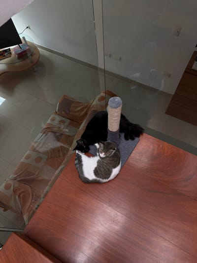 This is a high-angle, medium shot of two cats in an indoor setting, possibly a living room, with a glass railing in the foreground and a wooden table in the lower portion of the frame. The room appears to have tiled flooring and a sofa covered with a patterned fabric. A cat tree with a scratching post is visible.
One cat, a black feline, is lying on its side next to the cat tree. The second cat, a tabby with white markings, is curled up in a ball on the cat tree's base. The cats are the primary subjects of the image. The environment is tidy and well-lit, suggesting a residential interior. The reflection on the glass railing indicates the presence of windows and natural light. The scene does not provide any specific visual cues to definitively place it in Cholula, Mexico.