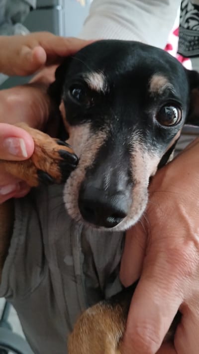 A close-up, eye-level shot shows a black and tan Dachshund with grizzled fur around its snout. The dog's head is tilted slightly, and its eyes are looking directly at the camera. Its nose is black and wet. A person's hands are visible, gently stroking the dog's head and holding its paw. The dog is wearing a gray, sleeveless shirt. The background is blurred, suggesting an indoor setting. The image does not provide any information that would allow for the determination of its location in Bogotá, Colombia.