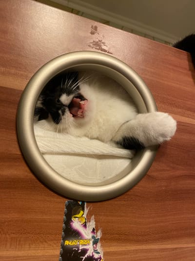 A black and white cat is yawning while sticking its head through a circular opening in a wooden surface. The cat is lying on a white, textured surface inside the opening. A portion of an "Angry Birds" sticker is visible on the wooden surface below the opening. The scene appears to be indoors, with a tiled or textured wall visible in the background above the wooden surface. No specific location in Protvino, Russia can be determined from the image.