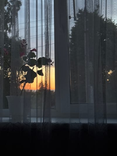 A potted plant with pink flowers is silhouetted against a window with sheer curtains. The window looks out onto a sunset with a gradient of orange and yellow light. In the background, trees are visible, also silhouetted against the sunset. The scene appears to be an indoor view from a residential building in Alexeyevskoye, Russia. The time of day is likely dusk.