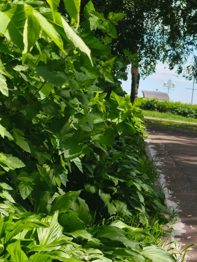 A low-angle outdoor shot captures a dense wall of lush green foliage in the foreground, occupying the left two-thirds of the frame. The leaves are varied in size and shape, with some broad and waxy, others smaller and serrated. Sunlight filters through the canopy, creating dappled patterns of light and shadow on the leaves. Beyond the foliage, a paved path or road curves to the right, its surface scattered with white fluffy material, likely poplar down. A grassy verge borders the path. In the mid-ground, a slender tree trunk with pale bark is visible, its branches extending upwards and draped with more leaves. Further back, a distant, low-slung building with a dark roof is partially obscured by more greenery. The sky above is a pale blue with scattered clouds. The overall impression is of a vibrant, natural scene on a sunny day, likely in a park or along a tree-lined street in Komsomolsk-on-Amur, Russia, given the characteristic poplar down often found in that city during certain seasons. No people are present.