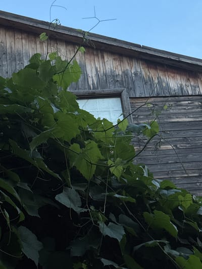 A wooden building with weathered siding and a dark, possibly shingled roof is partially obscured by dense green foliage of what appears to be grapevines. The foliage covers the lower portion of the building, with vines extending upwards and along the roofline. A small window with a grid pattern is visible on the building's facade, admitting diffused light. The sky above is a clear, pale blue. There are no people or animals in the image. The scene appears to be outdoors, possibly in a residential or agricultural setting, given the presence of the building and the rampant growth of the vines. The specific location in Pavlodar, Kazakhstan, cannot be determined from the visual information alone.