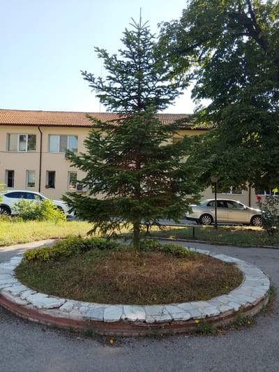 A medium shot captures an outdoor scene in the city of Kostenets, Bulgaria, featuring a small evergreen tree situated within a circular flowerbed. The flowerbed is bordered by a low, decorative wall constructed from light-colored stones and a reddish-brown base. The tree's branches extend upwards, with its needles casting a shadow. Surrounding the flowerbed, a paved pathway is visible, along with patches of dry grass and scattered yellow wildflowers.

In the background, a pale yellow building with a red tiled roof stands under a clear blue sky. Several windows are visible on the building's facade. To the left of the tree, a white SUV is parked, partially obscured by green bushes. To the right of the tree, another car, a silver sedan, is parked on the side of the pathway, with sunlight glinting off its surface. A dark metal bench is positioned near the silver car, and the branches of a large, leafy green tree overhang the scene from the right. The overall impression is of a well-maintained, perhaps institutional or residential, outdoor area on a sunny day.
