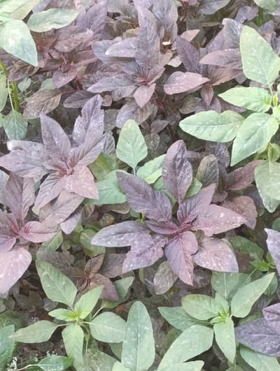 The image is a top-down view of a dense patch of leafy plants. Some leaves are a light green color, while others are a purplish-red. The plants are growing closely together, creating a textured carpet of foliage. The background is indistinct and appears to be soil or mulch. No people, buildings, or urban features are visible. The setting is likely a garden or natural area. The location of Urgench, Uzbekistan, is not depicted in this image.