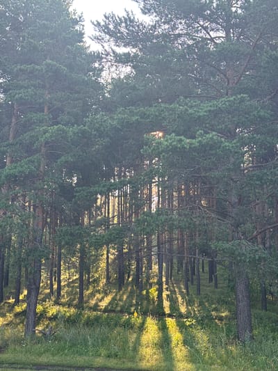 This is a photograph of a pine forest at Berezovaya Griva, Russia. The sun is shining through the trees, casting long shadows on the forest floor. The trees are tall and slender, with dense green needles. The ground is covered in a thick carpet of grass and wildflowers. In the foreground, there is a small dead tree stump. The scene is tranquil and serene, with a sense of peace and quiet.