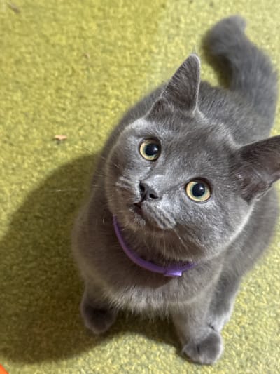 A gray cat with yellow eyes is looking up at the camera. The cat is wearing a purple collar. The background is green. The location is unspecified.