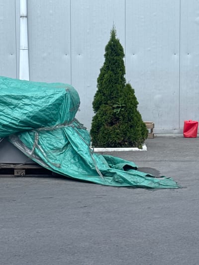 The image shows an outdoor scene, possibly in Shakhty City District, Russia. A tall, green evergreen tree, likely a cedar or juniper, stands in a white planter box, positioned against a pale, corrugated metal wall. To the right of the tree, a large, crumpled green tarp covers some unseen objects resting on wooden pallets. The tarp is secured with what appears to be tape or straps, creating a bulky, uneven shape. In the upper right corner of the background, a small, bright red object, possibly a plastic container, is visible against the metal wall. The ground is a rough, gray asphalt surface. The lighting suggests it is daytime, with no strong shadows indicating a specific time of day, and the weather appears to be neutral. The scene appears to be in an industrial or storage area, with the corrugated wall and pallets suggesting a functional, rather than decorative, setting. There is no visible text in the image.