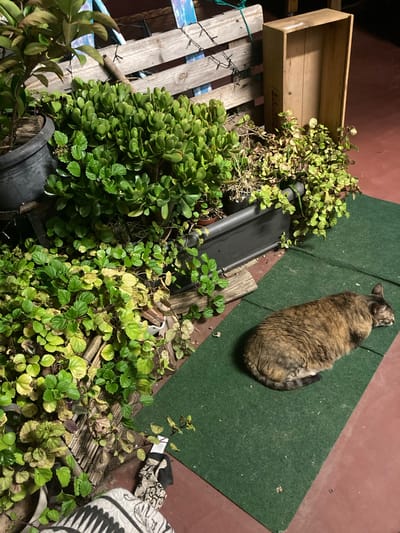 The image depicts an outdoor scene with a tabby cat sleeping on a green mat. In the background, there is a wooden pallet fence adorned with string lights, and a wooden crate. Several potted plants are visible, including one with large, oval green leaves and another with smaller, variegated green and yellow leaves. The ground is a reddish-brown surface. The scene appears to be a residential outdoor area, possibly a patio or backyard. There is no clear indication of the specific location within Sabadell, Spain.