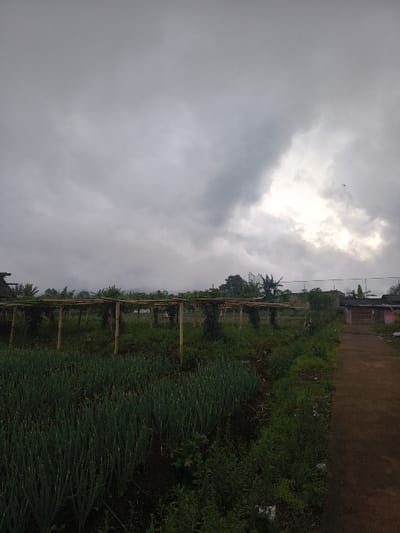 Overcast sky dominates the scene, punctuated by a small sunlit patch. Below, a field of densely planted green crops stretches into the distance, organized by a wooden support structure. A pathway borders the field, lined with dense vegetation. Some buildings and trees are visible in the background.