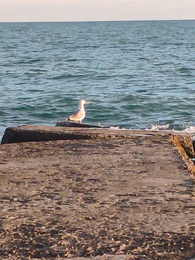 A lone seagull stands on a concrete structure by the sea. The seagull is facing right, with its head slightly turned. The concrete structure appears to be a breakwater or pier, with visible rough texture and some darker areas suggesting water or algae. The sea behind the seagull is calm with ripples and reflects the sky. The sky is overcast with a pale, grayish hue. The image appears to be taken in the city of New Athos, Abkhazia, near the sea. There are no other people or animals visible in the frame.