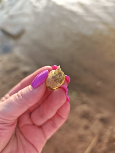 In Mežezeri, Latvia, a close-up shot captures a person's hand holding a small, spiral-shaped seashell. The hand, with bright pink fingernails, gently cradles the shell, which appears light brown with some greenish algae clinging to its surface. The background is a blurred expanse of sandy ground meeting water, suggesting a beach or lakeside setting. The lighting is natural, likely from the sun, casting a warm glow on the scene.