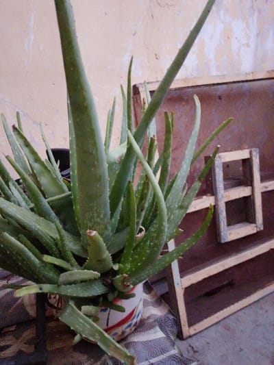 An aloe vera plant in a decorative pot sits on a patterned cloth next to a wooden structure with a window-like opening. The background consists of a textured, light-colored wall. The scene is outdoors, possibly in a residential area in Shendam, Nigeria.