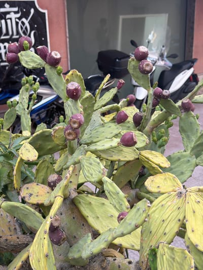This image shows a prickly pear cactus plant growing outdoors in Chianchitta, Italy. The plant is laden with both green pads and ripe, dark purple fruit. The leaves appear yellowish green in color. The background is a blurred urban scene, with a parked motorcycle visible, along with what appears to be signage and a building wall. The image is taken at close range, focusing on the cactus.