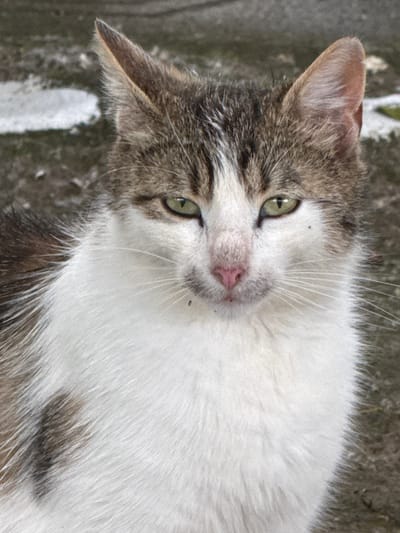 A close-up, head-on, outdoor, eye-level shot shows a tabby and white cat in Kokalyane, Bulgaria. The cat is facing the camera with a neutral expression. Its fur is primarily white with brown and grey tabby markings on its head and back. The cat has green eyes, a pink nose, and white whiskers. The background is blurred and appears to be an outdoor setting, possibly a street or yard, with grey and white patches suggesting pavement or ground. The lighting is natural, and there are no other individuals or objects prominently featured in the frame.