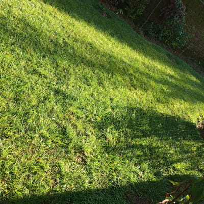 The image displays a vibrant green grassy lawn, illuminated by strong, directional sunlight that creates distinct, parallel stripes of bright and shaded areas across the surface. The ground slopes upwards from the lower left to the upper right corner of the frame. In the upper right section, the edge of the grassy area meets a boundary featuring a brick wall, partially covered by various green and reddish-brown foliage and small plants. The soil directly adjacent to the wall is visible.
The clear contrast between sun and shadow suggests either an early morning or late afternoon time of day, indicative of sunny weather. The close-up view highlights the texture of the dense grass, with individual blades visible in the sunlit portions. No people or specific activities are occurring in the scene, which appears to be a static outdoor environment like a garden or yard. There is no visible text in the image. This scene is located in Mahiakalo ward, Kenya.