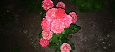 A bouquet of pink roses is arranged on a dark, pebbly surface, possibly a sidewalk or dirt path, with patches of green foliage in the background. The roses vary in bloom, with some tightly furled and others fully opened, revealing layers of delicate petals. The lighting suggests it might be evening or a shaded area. The image does not provide any information regarding the city of Kirsanov, Russia, nor does it depict any people, actions, or interactions.